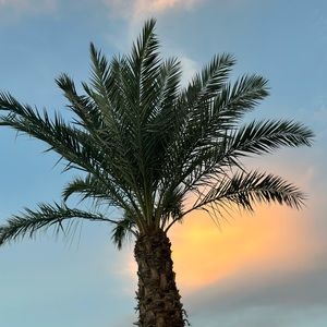 Meet your Posher, Chanel